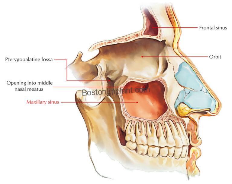 Maxillary-Sinus-1-768x611